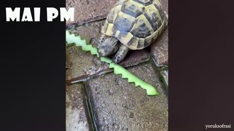 Make Your Day Better By Watching These Funny Animals video