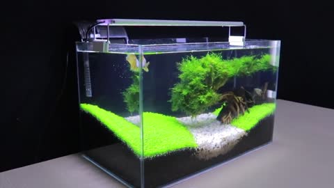 How To Grow Aquatic Plants in Aquarium for Betta Fish No Co2 Have Filter