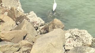 Egret at Coloane Hac Sa beach