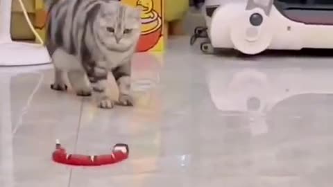 Baby Cats l Cute and Funny Baby Cats Videos Compilation