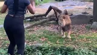 Woman Enters Lions Enclosure