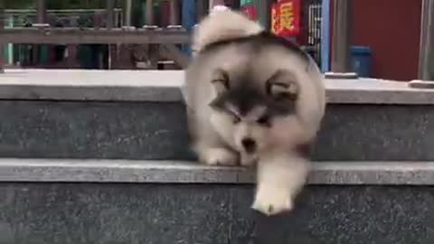 Puppy trying to go down stairs 😎