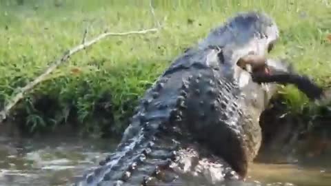 The big alligators eat crocodiles in the river