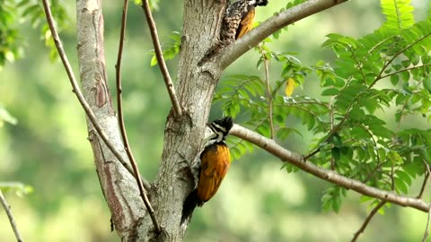 Two Woodpeckers in a tree