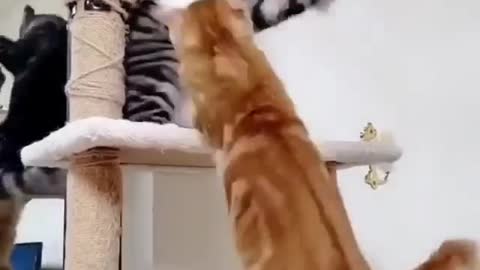 Cats Give the Funniest Slaps ! There's absolutely FUNNY! - Impossible TRY NOT TO LAUGH compilation