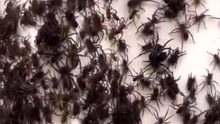 invasión de arañas en Australia