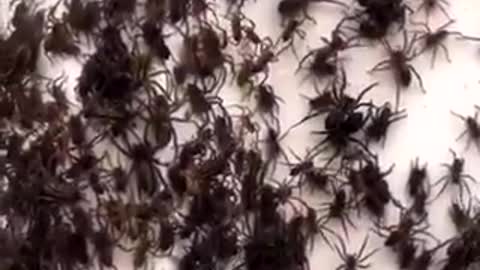 invasión de arañas en Australia