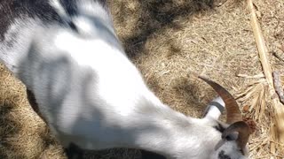 GOATS!! Silly goats...