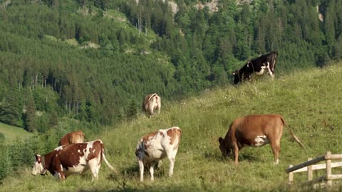 Cow herd on pasture in the mountainous Swiss Alps