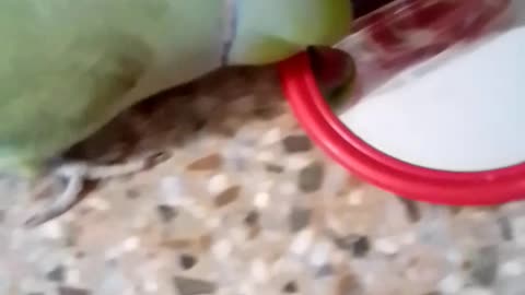 Parrot is fighting for mirror