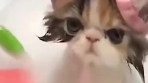 Cute Kitten Videos 😻 Funny Cats