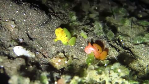 INDONESIA, Couple of Frog Fish Getting Closer in BUNAKEN
