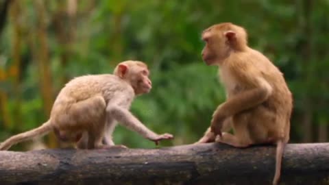 Funny Monkey Business - LOL😂