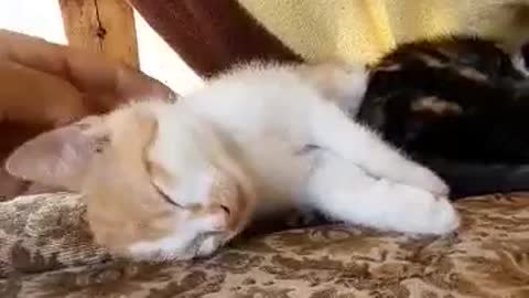 Kittens are very tired and sleepy