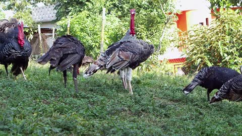 Group Of Turkeys In A Little Farm.