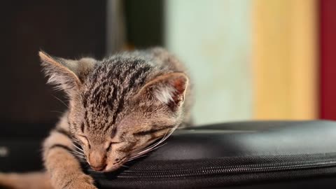 A sick little kitten sleeps