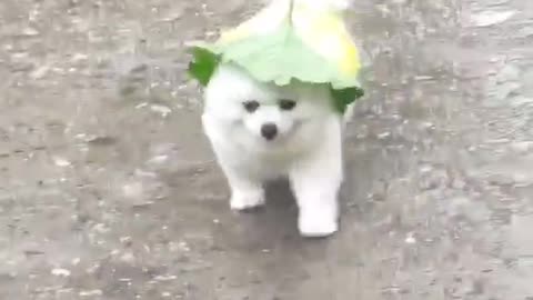 umbrella for puppies