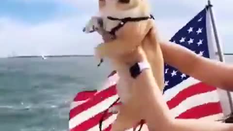 Dog first time at sea