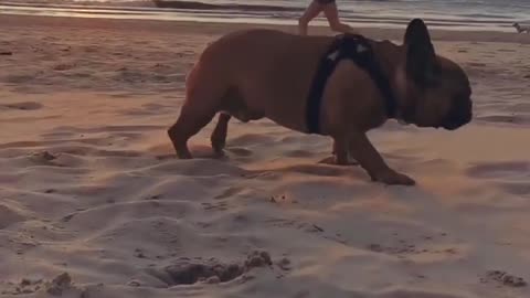 Crazy dog in beach , cute pie