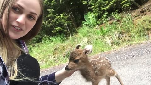 Fawns Closely Approach Woman