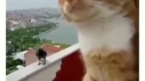 cat arguing with a bird