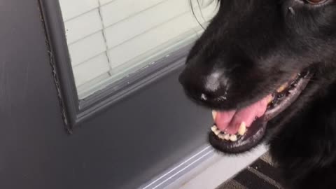 Dog trying to eat a fly