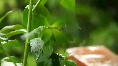 Rain--Rain Video and Sound