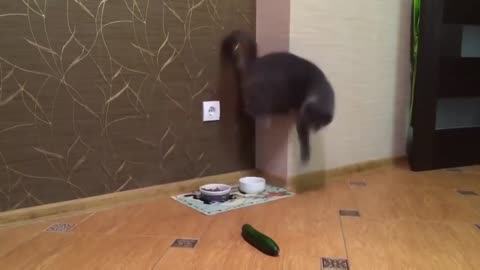 Verrückte Katze Lustig