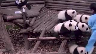 Panda Pandamoniam