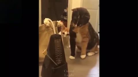 2 Cats confused by toy and one beats it