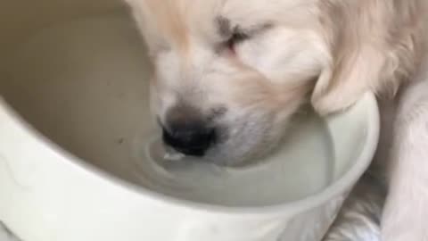 Golden Retriever Puppy Falls Asleep In His Own Water Bowl