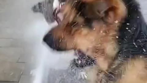 Funny Dogs playing with water