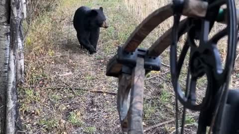 Bear Spooked By Bow Hunter