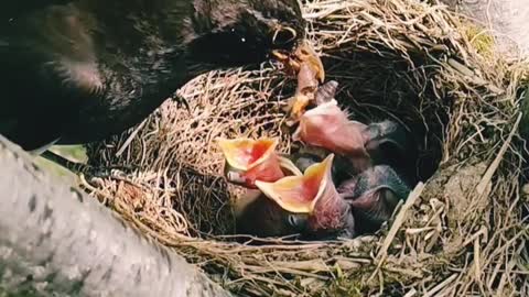 Bird feeding its chicks .... How beautiful