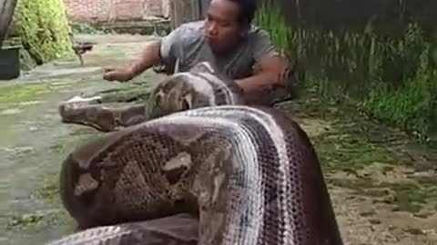 Amazing! Giant Snake Titanoboa !
