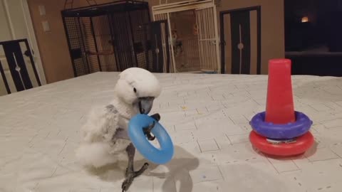 The Cockatoo Playing With Baby Toys