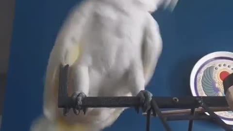 White Parrot Dance