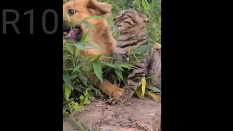 Dog and cat are fighting friendly😂😂 Funny pets life #13