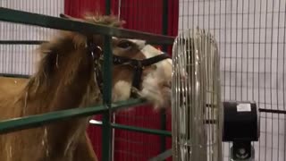 Horse licking metal fan