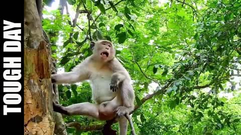 The Good, The Bad & The Ugly 48 Monkey compilation of what monkeys do, tantrums, beating, kidnap