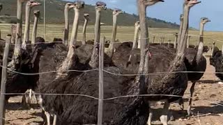 Inquisitive ostriches