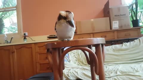 Overrun by cute birds! Kookaburras and a magpie.