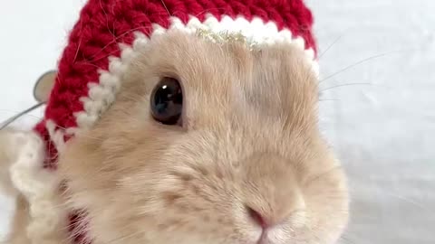 あと１ヶ月くらい先だけど…今年はラテ🐰サンタ🎅🦌🎄🎁✨がみんなに幸せを運んでくれるかも〜？？💕 お返事前にすみません🙇‍♀️ #ラテ🐰サンタ🎅🏻"