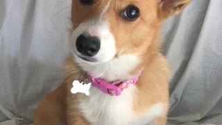 Confused Corgi Puppy