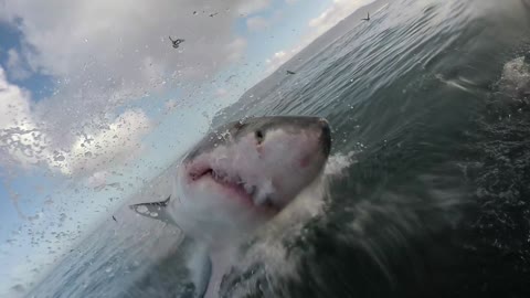 Close Encounter with a Great White