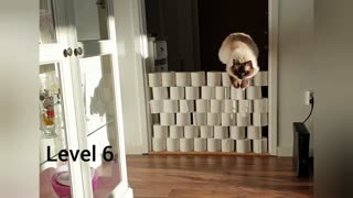 Cat jumps 7 levels