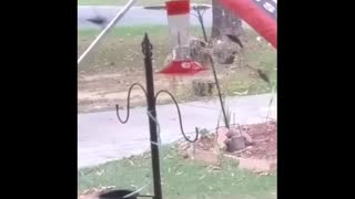 The hummingbirds eating and play together
