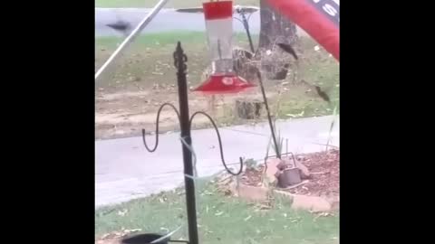 The hummingbirds eating and play together