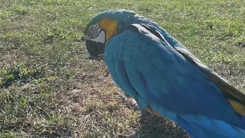 💙💛Blu practicing his loops in the breeze🥰