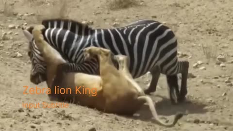 Lions killed zebra the lion guard,lion guard,lion vs zebra,lion,the lion
